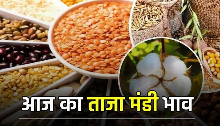 Mandi Bhav: हरियाणा की सिरसा और ऐलनाबाद मंडी में इस रेट पर बिकी फसलें, ये रही लिस्ट