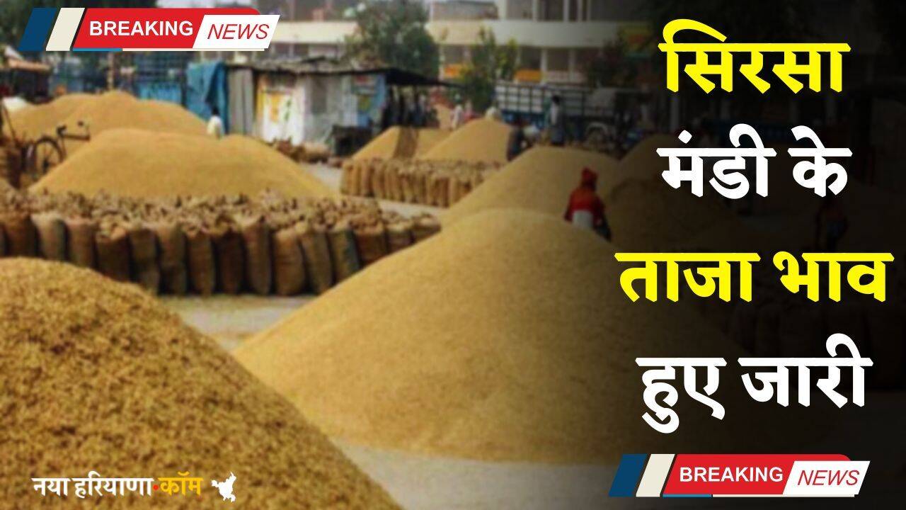 Mandi Bhav: हरियाणा की सिरसा मंडी के ताजा भाव हुए जारी, देखें नए रेट