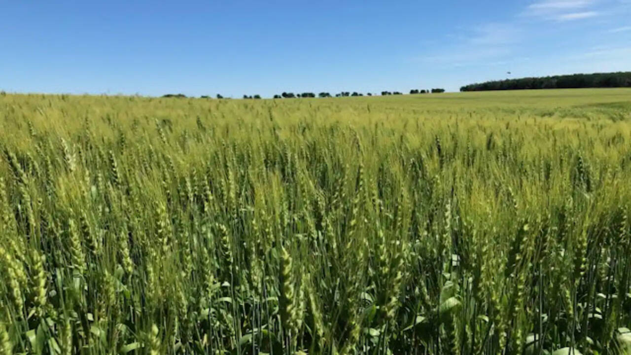 हरियाणा में किसानो के लिए आई एक और खुशख़बरी, सरकार ने जंगली जानवरों के नुकसान की भरपाई के लिए मुआवजा योजना लागू की