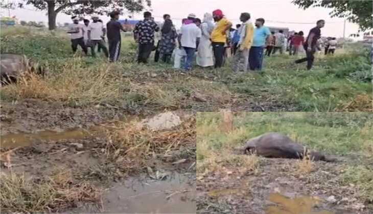Haryana News: फैक्ट्री के केमिकल पानी से 35 भैंसों की मौत, पशुपालकों को लाखों का नुकसान