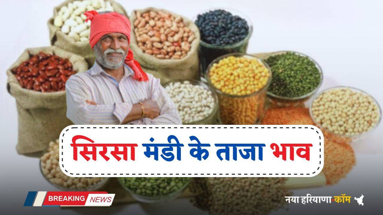 Mandi Bhav: हरियाणा की सिरसा मंडी में इस रेट पर बिकी फसलें, देखें आज का ताजा भाव