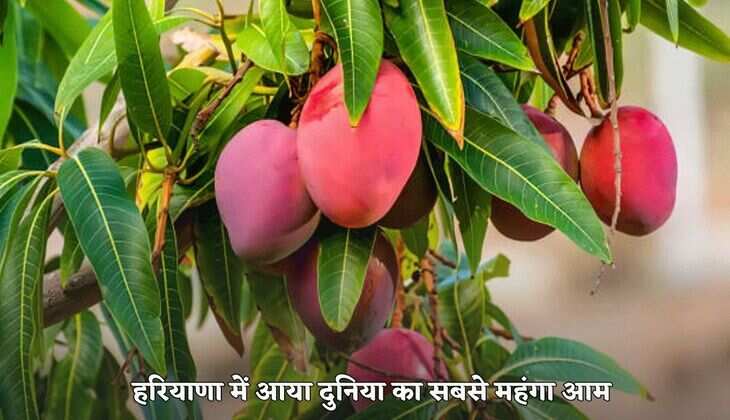 Haryana News: हरियाणा में आया दुनिया का सबसे महंगा आम, कीमत जानकर आप भी कहेंगे, इसे खरीद पाना तो मुश्किल है
