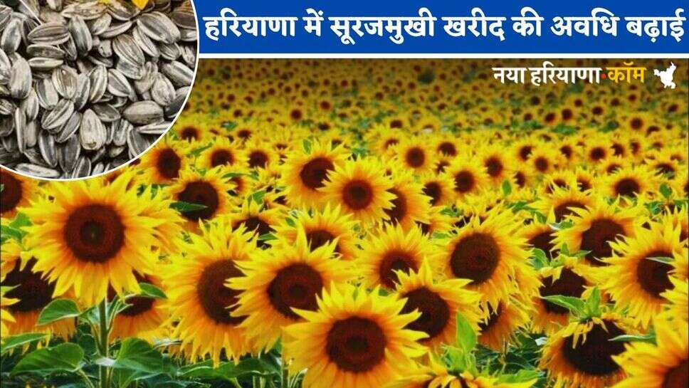 Haryana News: हरियाणा में सूरजमुखी खरीद की अवधि बढ़ाई, जानें अब किस तारीख तक होगी खरीद