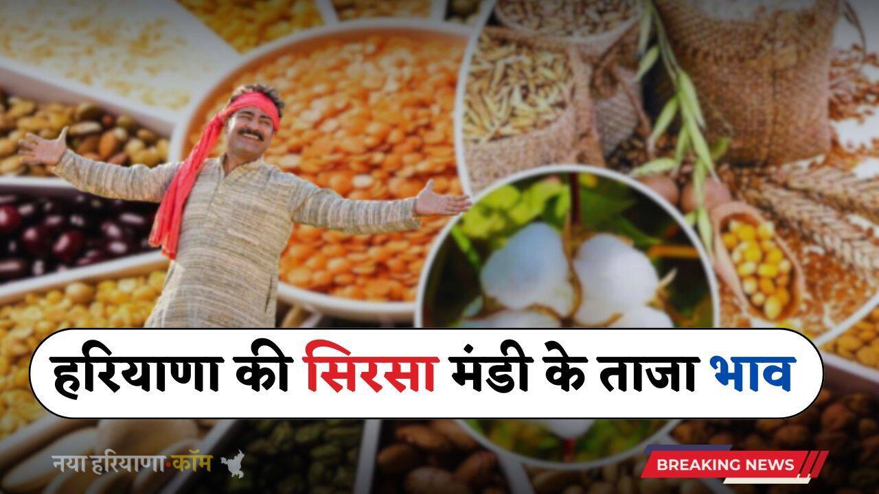 Mandi Bhav: हरियाणा की सिरसा मंडी के ताजा भाव जारी, देखें सभी फसलों के नए रेट