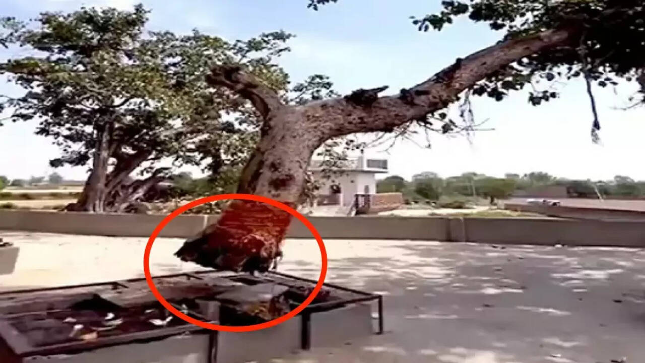हवा में झूलता अनोखा पेड़: हरियाणा के हांसी का रहस्यमयी चमत्कार,  दूर-दूर से आशीर्वाद लेने आते हैं लोग