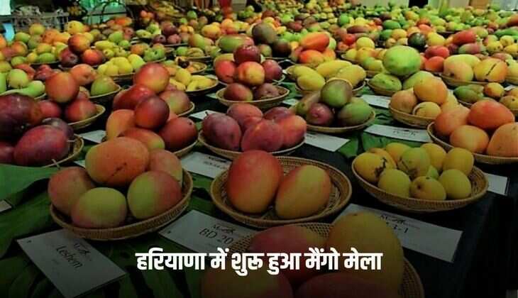 Haryana News: हरियाणा में शुरू हुआ मैंगो मेला, जानें इस बार क्या है खास, तीन दिनों तक चलेगा