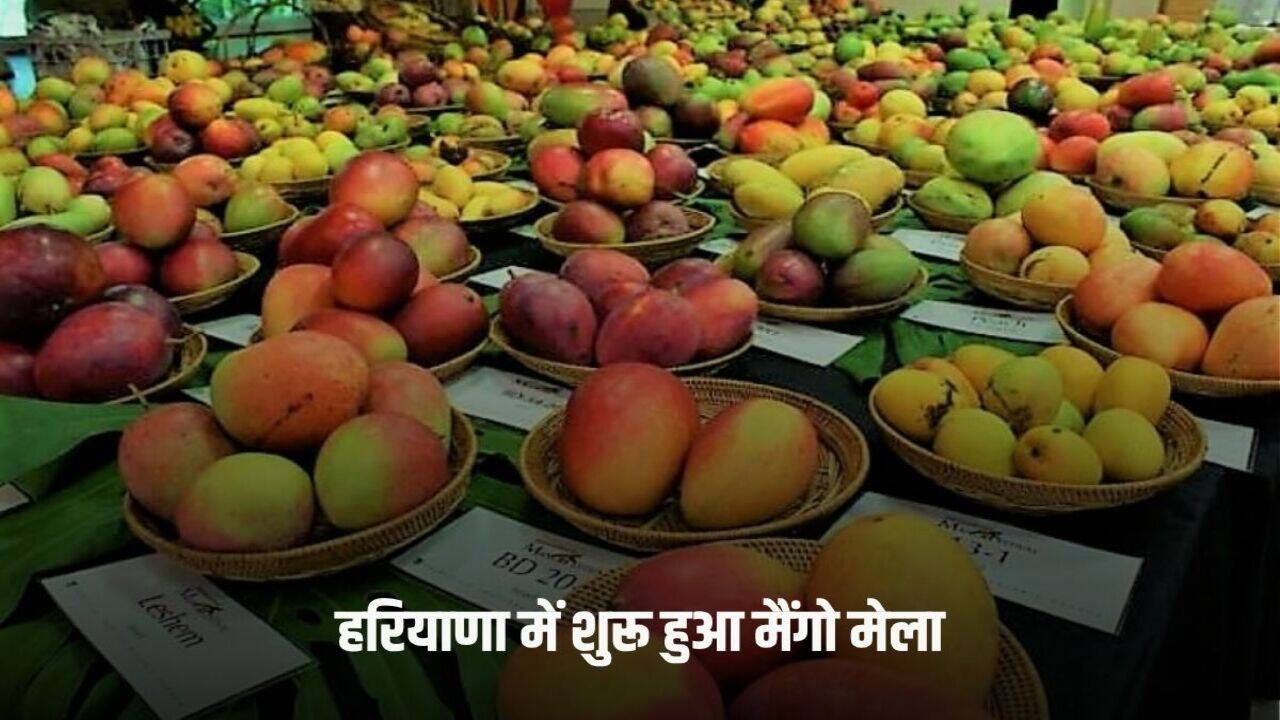 Haryana News: हरियाणा में शुरू हुआ मैंगो मेला, जानें इस बार क्या है खास, तीन दिनों तक चलेगा