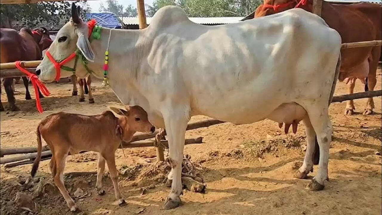 Natural Farming Scheme: हरियाणा में देसी गाय पालन को बढ़ावा, मुख्यमंत्री ने 30,000 रुपये अनुदान की घोषणा, ऐसे करें अप्लाई