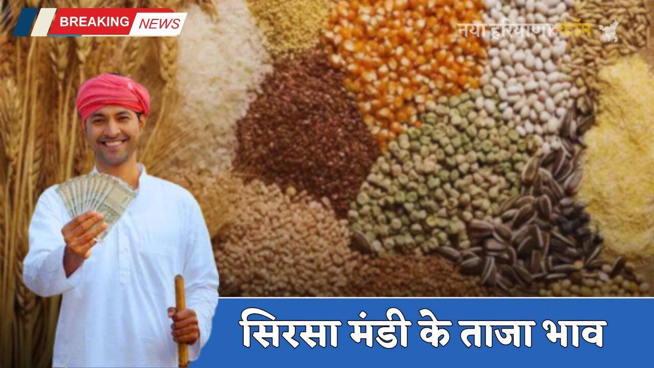 Mandi Bhav: हरियाणा की सिरसा मंडी के ताजा भाव हुए जारी, देखें सभी फसलों के नए दाम