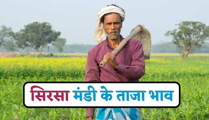 Mandi Bhav: हरियाणा की सिरसा मंडी के ताजा भाव हुए जारी, देखें सभी फसलों के नए रेट&nbsp;