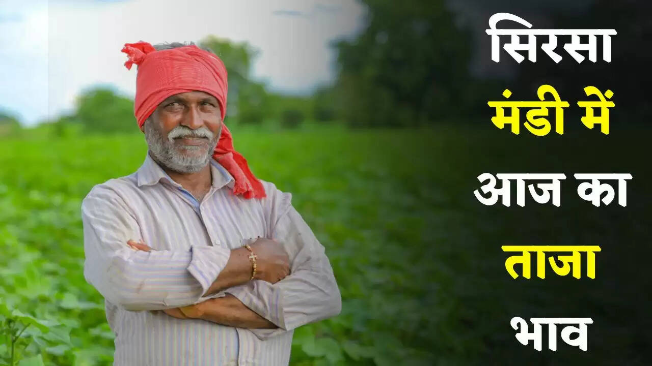 Mandi Bhav: हरियाणा की सिरसा मंडी में इस रेट पर बिकी फसलें, देखें आज का ताजा भाव