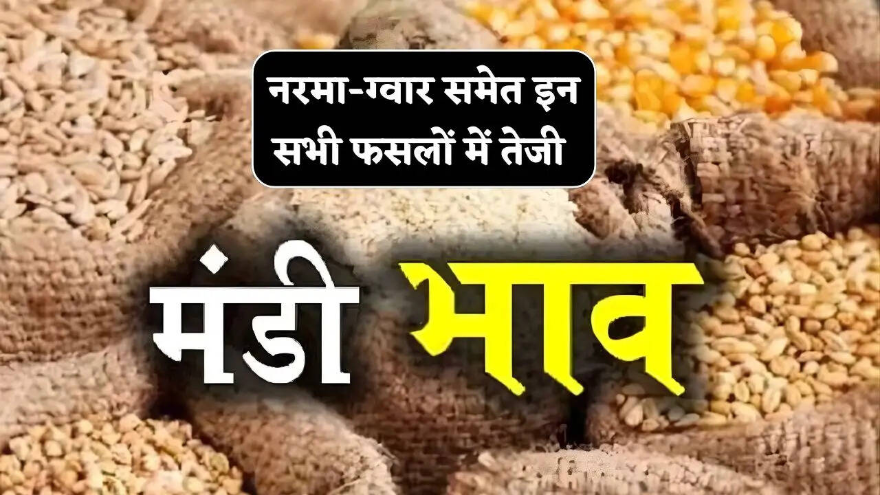 नरमा-ग्वार समेत इन सभी फसलों के भाव में जबरदस्त तेजी, देखें आज के नए मंडी रेट&nbsp;