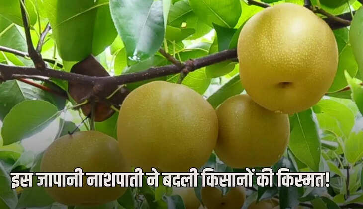 Japanese pear has changed the fortunes of farmers,