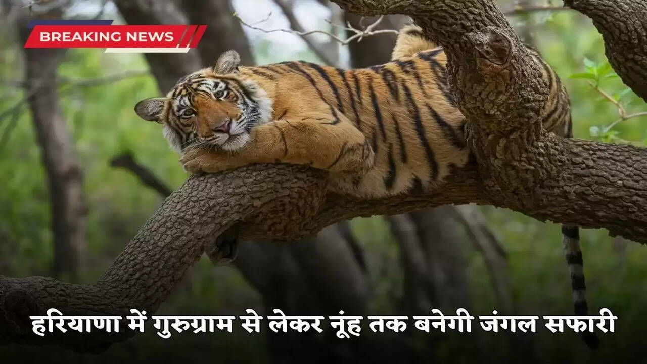  Jungle Safari will be built from Gurugram to Nuh in Haryana