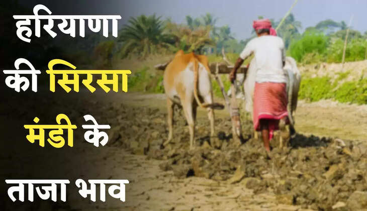 Mandi Bhav: हरियाणा की सिरसा मंडी के ताजा भाव जारी, देखें आज के नए रेट