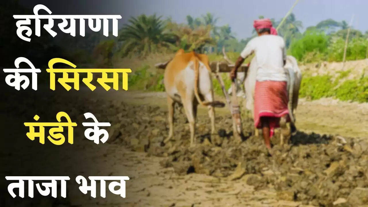 Mandi Bhav: हरियाणा की सिरसा मंडी के ताजा भाव जारी, देखें आज के नए रेट