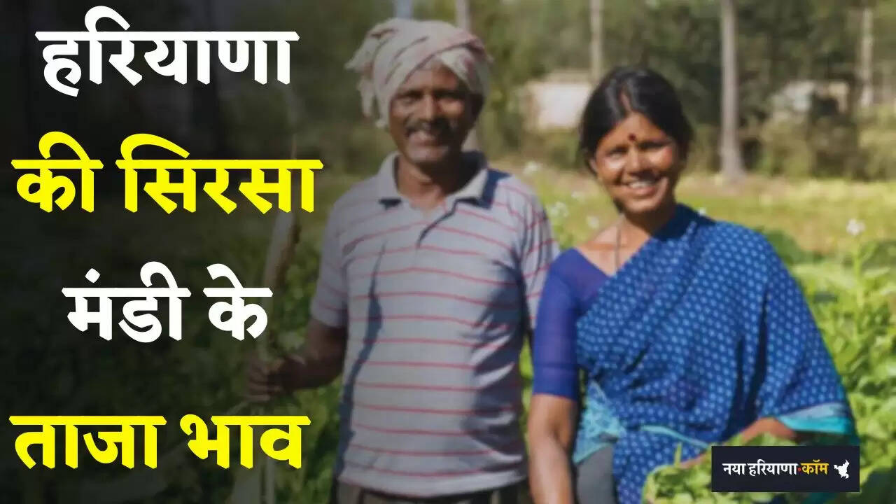 Mandi Bhav: हरियाणा की सिरसा मंडी के ताजा भाव जारी, देखें आज के नए रेट