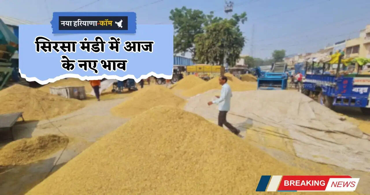 Mandi Bhav: हरियाणा की सिरसा मंडी में इस रेट पर बिक रही फसलें, देखें आज के नए भाव&nbsp;&nbsp;