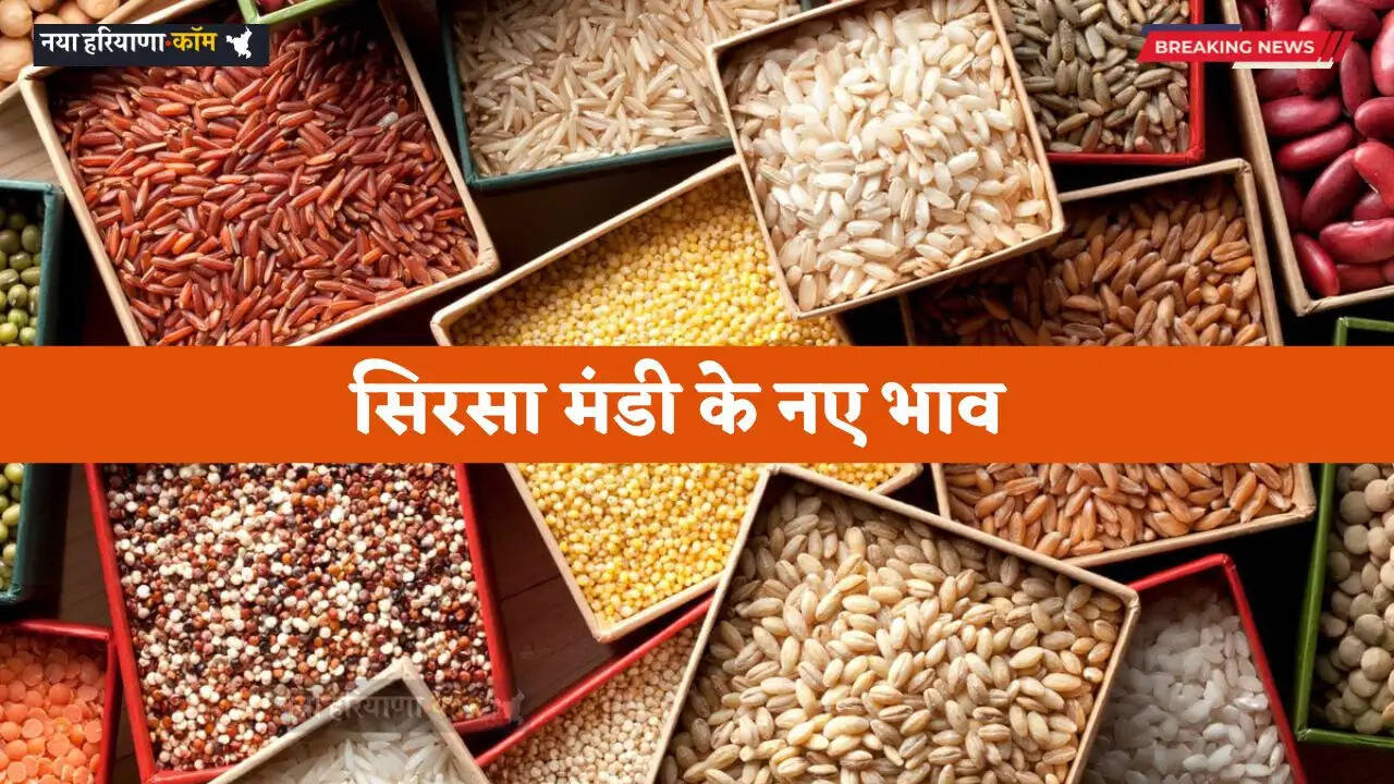 Mandi Bhav: हरियाणा की सिरसा मंडी में आज किस रेट पर बिकी फसलें, देखें नए भाव&nbsp;&nbsp;