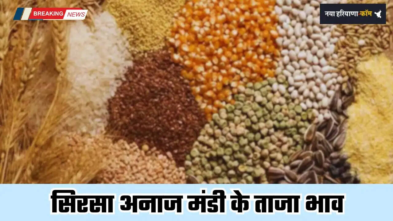 Mandi Bhav: हरियाणा की सिरसा अनाज मंडी के ताजा भाव, देखें सभी फसलों के दाम&nbsp;
