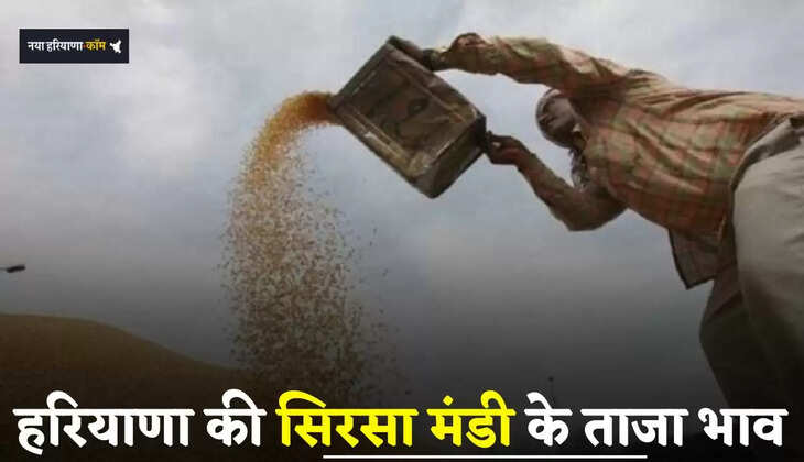 Mandi Bhav: हरियाणा की सिरसा मंडी के ताजा भाव जारी, देखें आज के नए रेट 