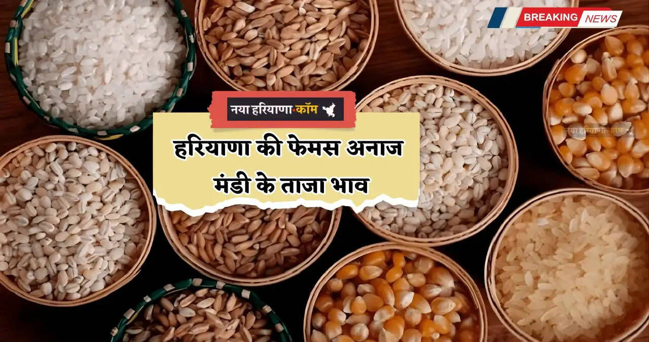 Mandi Bhav: हरियाणा की फेमस अनाज मंडी के ताजा भाव, देखें सभी फसलों के नए दाम&nbsp;&nbsp;
