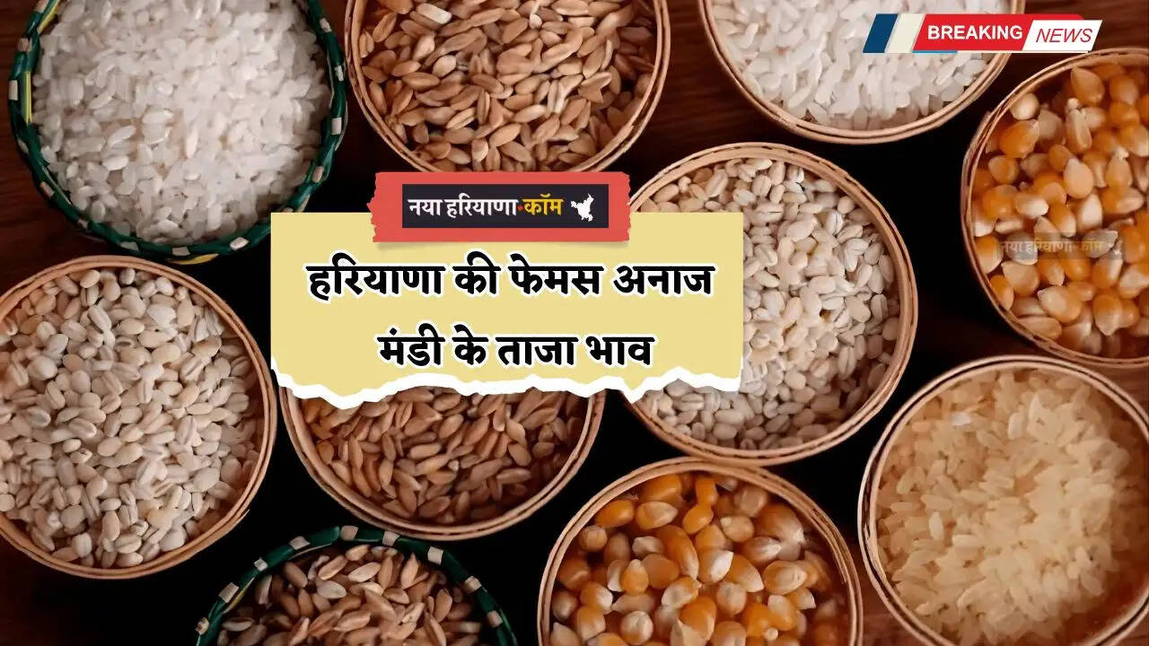Mandi Bhav: हरियाणा की फेमस अनाज मंडी के ताजा भाव, देखें सभी फसलों के नए दाम&nbsp;&nbsp;