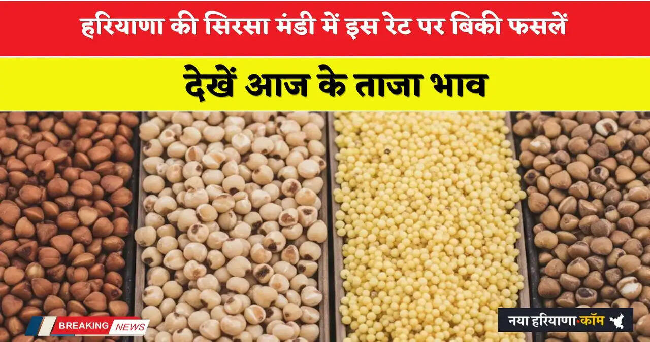 Mandi Bhav: हरियाणा की सिरसा मंडी में इस रेट पर बिकी फसलें, देखें आज के ताजा भाव