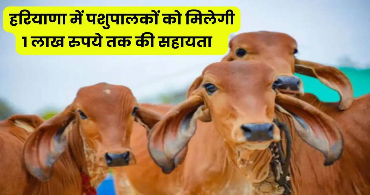 हरियाणा में&nbsp;नई पशुधन बीमा योजना शुरू, पशुपालकों को मिलेगी 1 लाख रुपये तक की सहायता&nbsp;&nbsp;&nbsp;