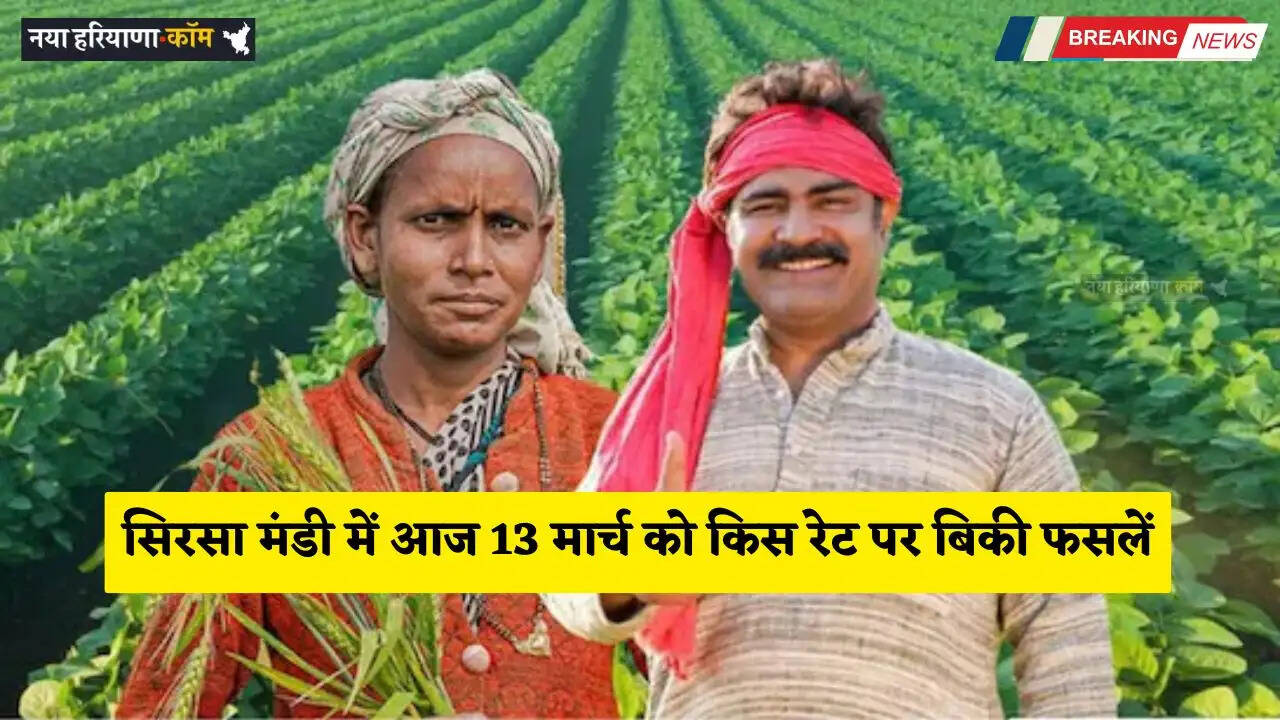 Mandi Bhav: सिरसा मंडी में आज 13 मार्च को किस रेट पर बिकी फसलें, देखें नए भाव
