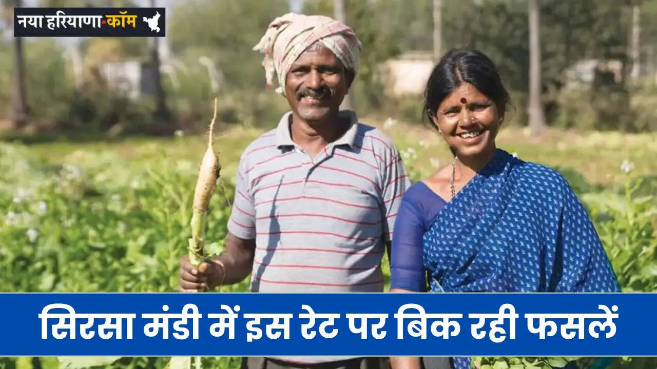 Mandi Bhav: हरियाणा की सिरसा मंडी में इस रेट पर बिक रही फसलें, देखें नए भाव&nbsp;