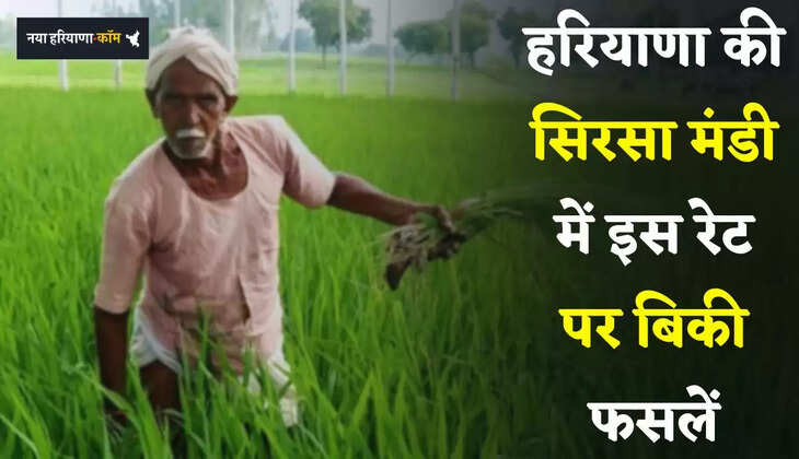 Mandi Bhav: हरियाणा की सिरसा मंडी में इस रेट पर बिकी फसलें, देखें आज के ताजा भाव