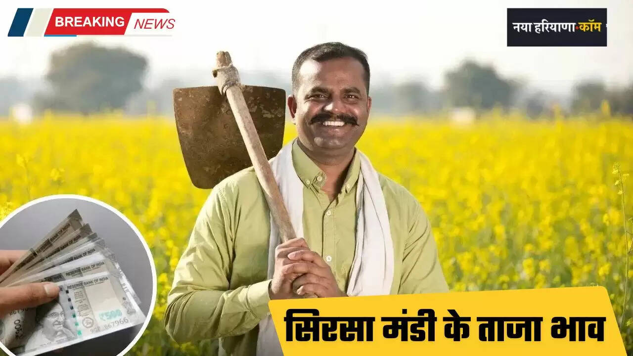 New Rates of Sirsa Mandi: सिरसा मंडी के ताजा भाव जारी, देखें सभी फसलों के नए दाम&nbsp;
