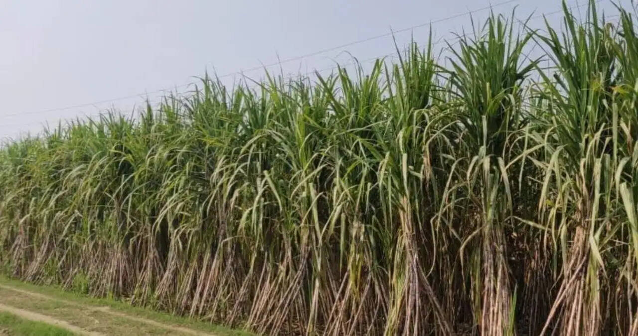 हरियाणा सरकार ने गन्ना किसानों के लिए सब्सिडी योजनाओं का किया ऐलान