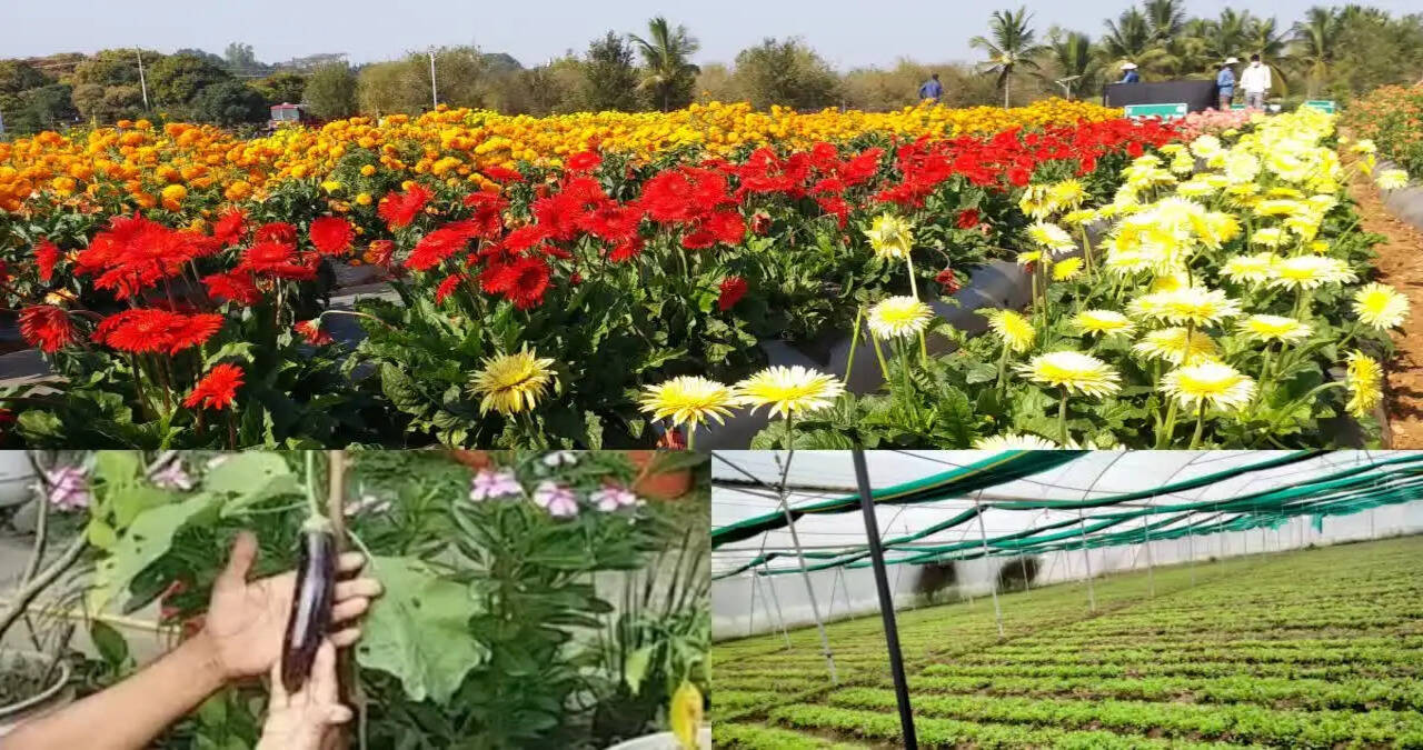 &nbsp;हरियाणा सरकार ने शुरू की बागवानी की मुफ्त ट्रेनिंग योजना