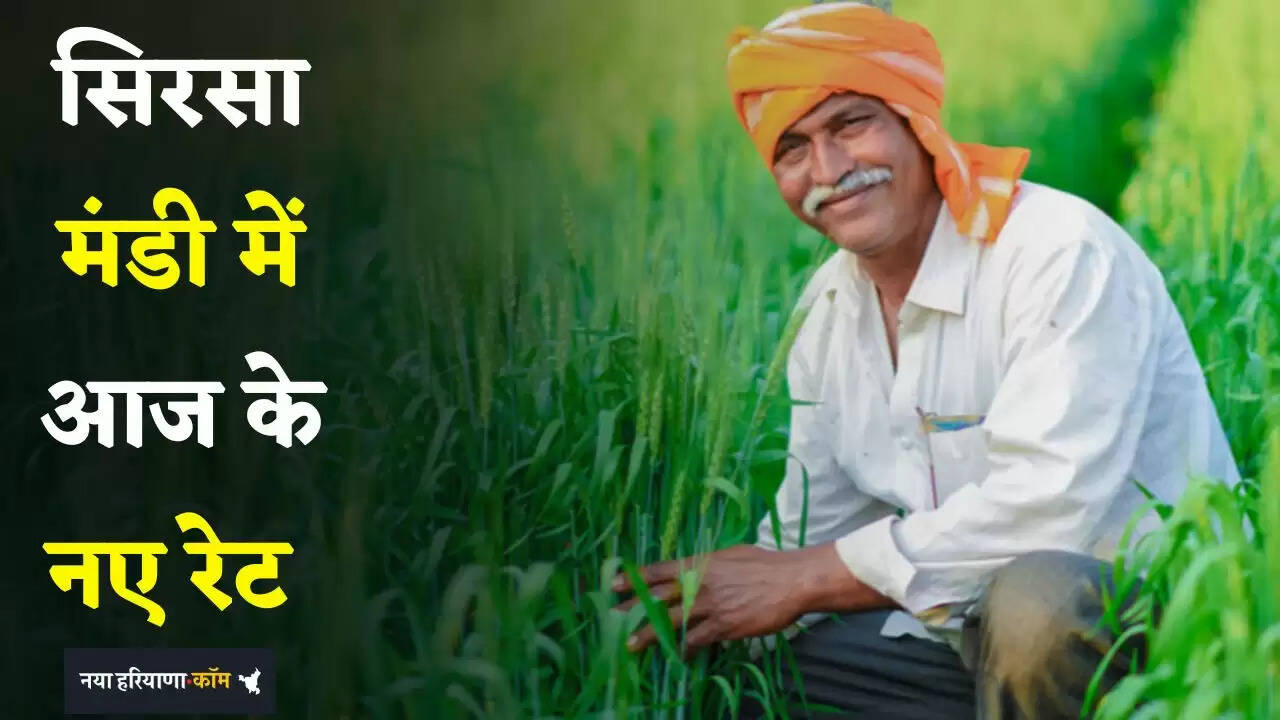 Mandi Bhav: हरियाणा की सिरसा मंडी में इस रेट पर बिकी फसलें, देखें आज के नए रेट&nbsp;