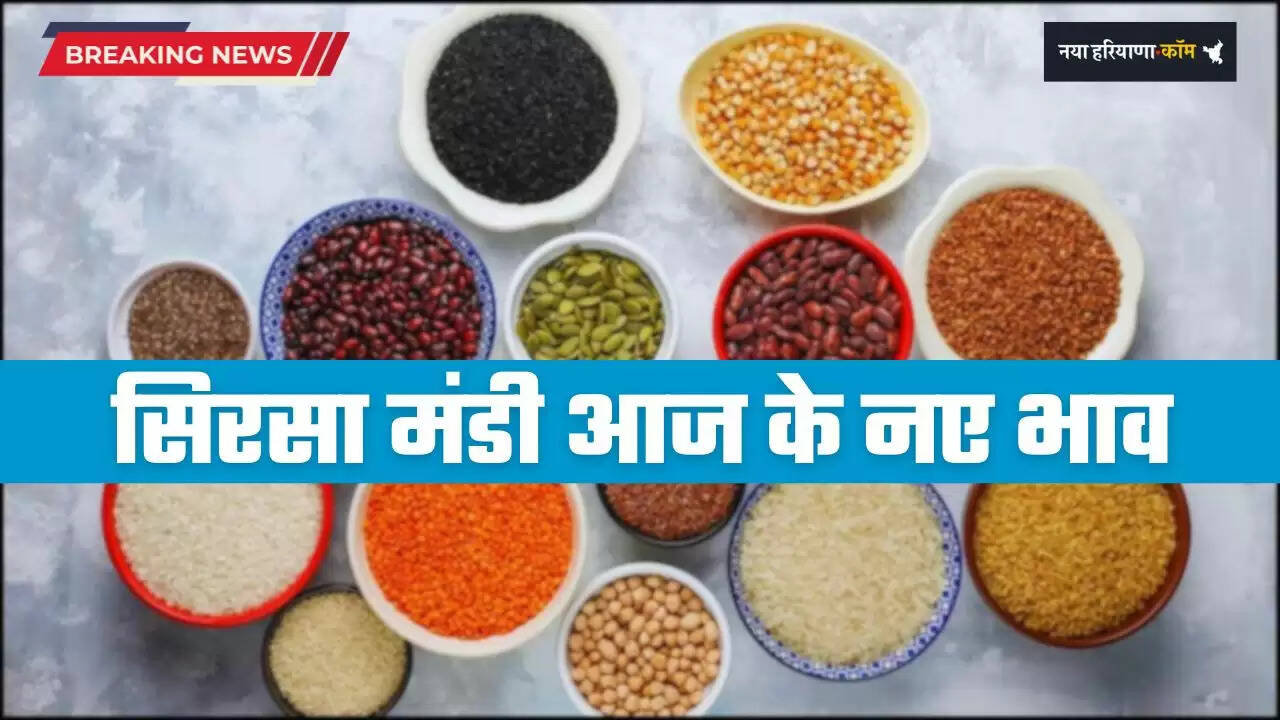 Mandi Bhav: हरियाणा की सिरसा मंडी में इस रेट पर बिकी फसलें, देखें आज के नए भाव&nbsp;
