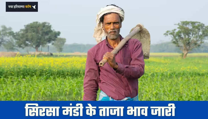 Mandi Bhav: हरियाणा की सिरसा मंडी के ताजा भाव जारी, देखें सभी फसलों के नए रेट