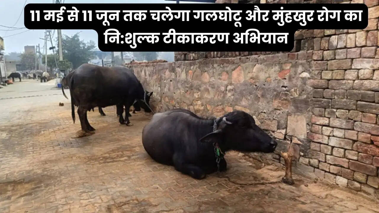 11 मई से 11 जून तक चलेगा गलघोटू और मुंहखुर रोग का नि:शुल्क टीकाकरण अभियान