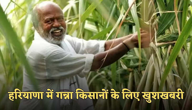 haryana news