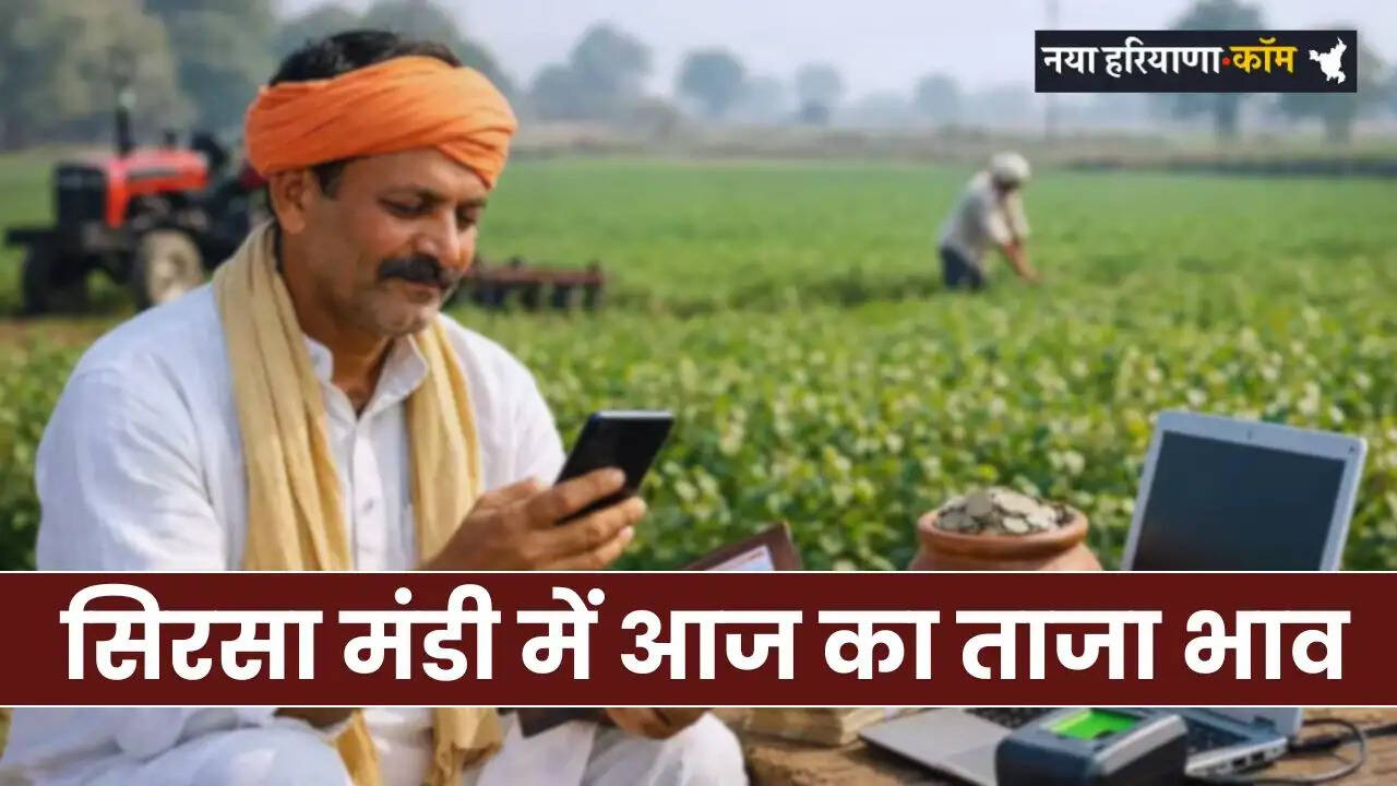 Today's latest price in Sirsa Mandi