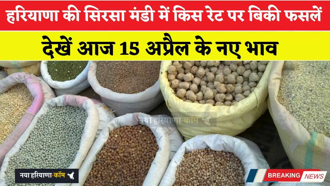 हरियाणा की सिरसा मंडी में आज 15 अप्रैल को किस रेट पर बिकी फसलें, देखें नए भाव
