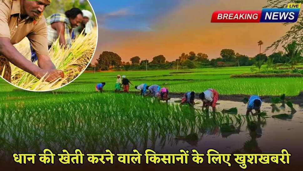 Big news for paddy farmers, government will send money to their accounts