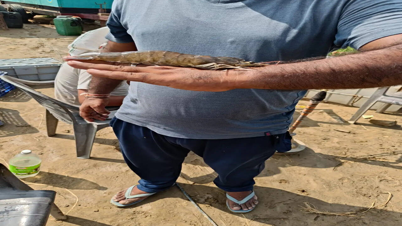 मत्स्य पालन से 60 एकड़ में झींगा पालन कर किसान कमा रहा लगभग एक करोड़ रुपये
