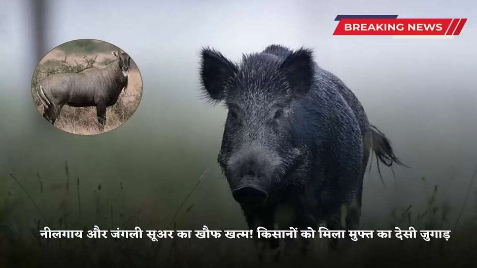 Kisan News: The fear of Nilgai and wild boar is over! Farmers got free indigenous Jugaad