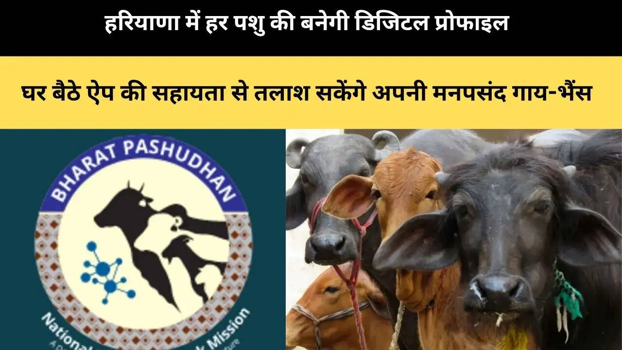 &nbsp;हरियाणा में हर पशु की बनेगी डिजिटल प्रोफाइल, घर बैठे ऐप की सहायता से तलाश सकेंगे अपनी मनपसंद गाय,भैंस