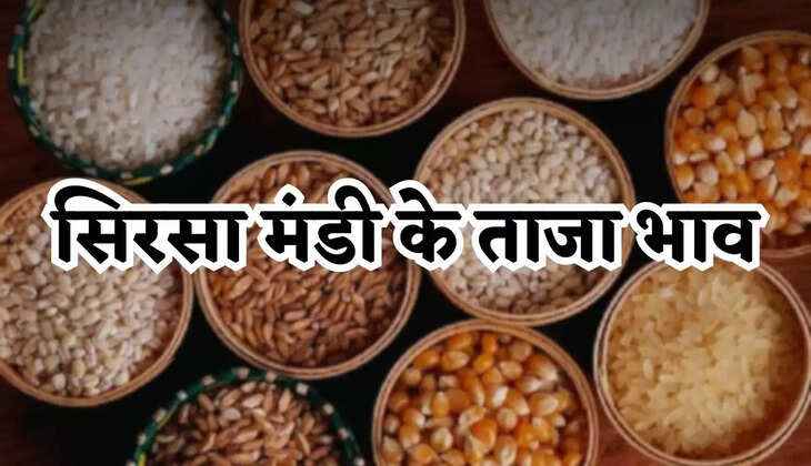 Mandi Bhav: हरियाणा की सिरसा मंडी के ताजा भाव जारी, देखें आज के नए रेट