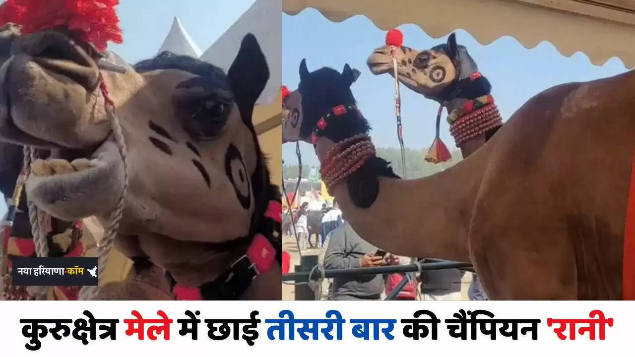 Haryana: कुरुक्षेत्र मेले में छाई तीसरी बार की चैंपियन 'रानी', चुकंदर के साथ खाती ये खुराक