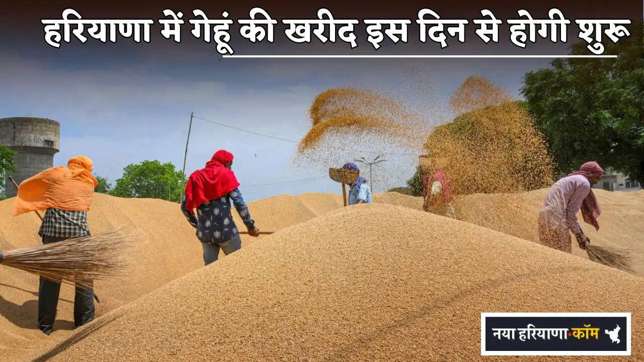Wheat procurement in Haryana will begin on this day.