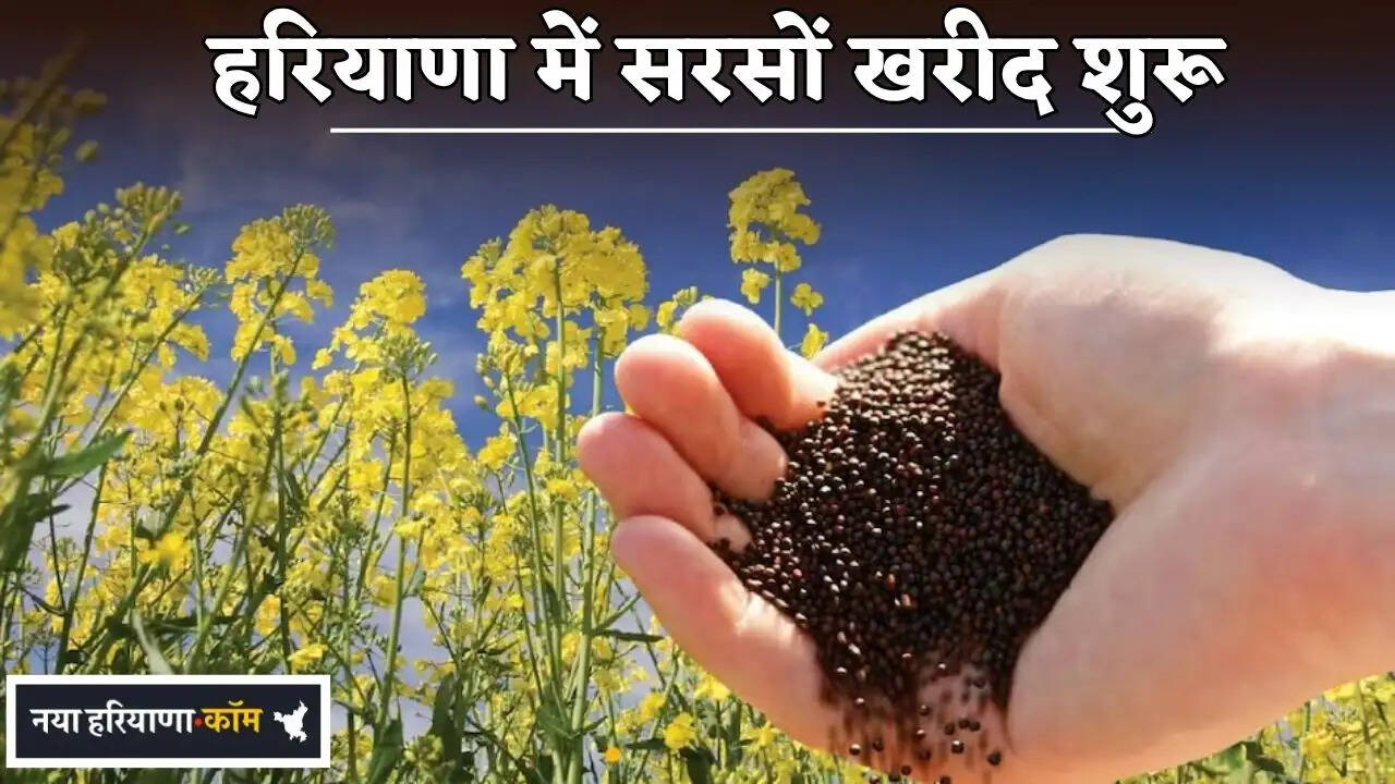 Mustard procurement begins in Haryana.